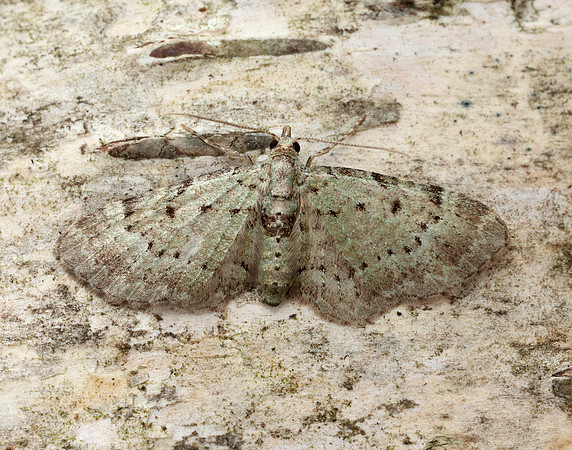 70.145 BF1861 Bilberry Pug Pasiphila debiliata