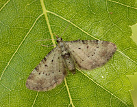 70.145 BF1861 Bilberry Pug Pasiphila debiliata