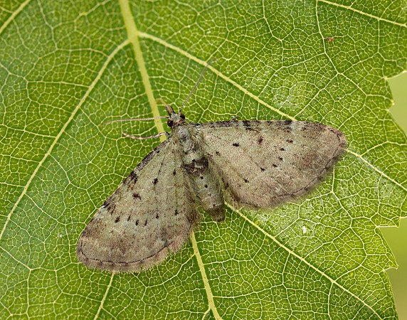 70.145 BF1861 Bilberry Pug Pasiphila debiliata