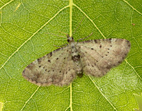 70.145 BF1861 Bilberry Pug Pasiphila debiliata