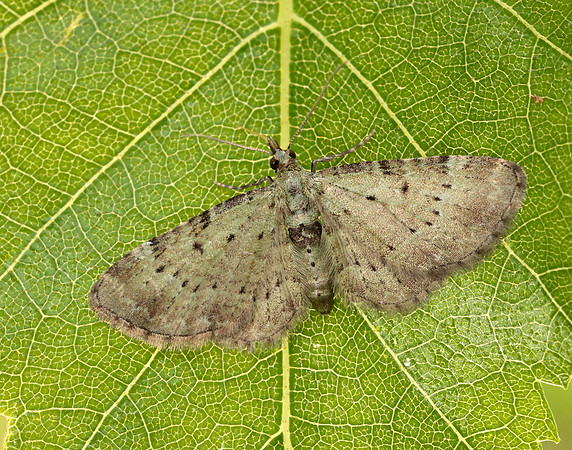 70.145 BF1861 Bilberry Pug Pasiphila debiliata