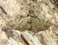 70.145 BF1861 Bilberry Pug Pasiphila debiliata