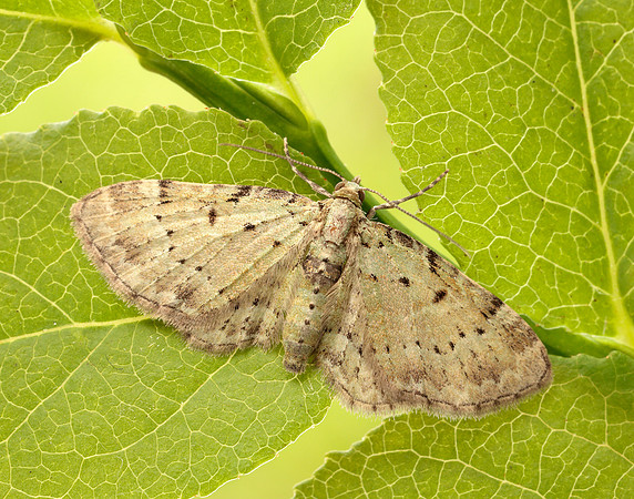 70.145 BF1861 Bilberry Pug Pasiphila debiliata