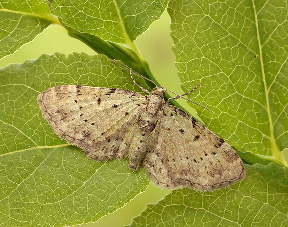 70.145 BF1861 Bilberry Pug Pasiphila debiliata