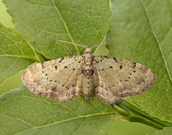 70.145 BF1861 Bilberry Pug Pasiphila debiliata
