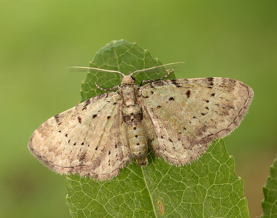 70.145 BF1861 Bilberry Pug Pasiphila debiliata
