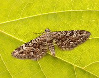 70.168 BF1846 Narrow-winged Pug Eupithecia nanata