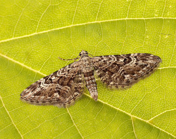 70.168 BF1846 Narrow-winged Pug Eupithecia nanata