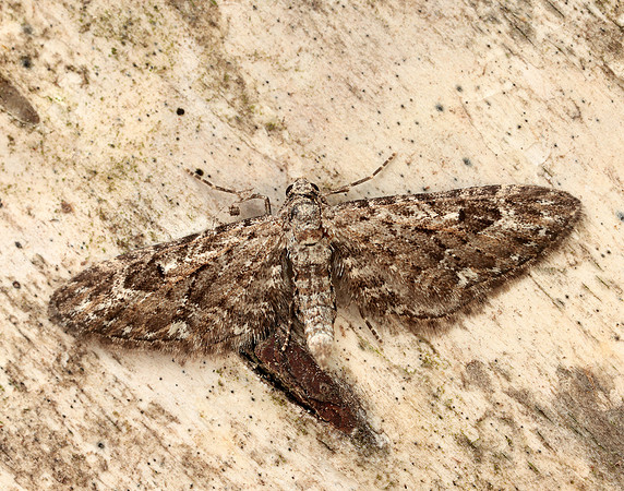 70.168 BF1846 Narrow-winged Pug Eupithecia nanata