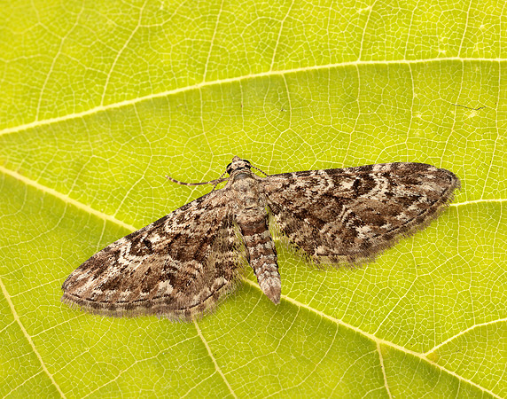 70.168 BF1846 Narrow-winged Pug Eupithecia nanata