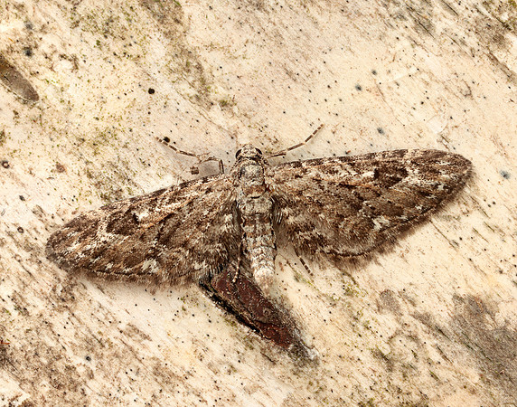 70.168 BF1846 Narrow-winged Pug Eupithecia nanata