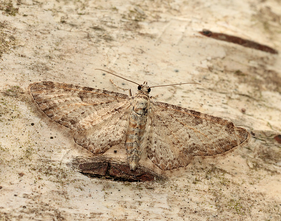 70.189 BF1840 Shaded Pug Eupithecia subumbrata