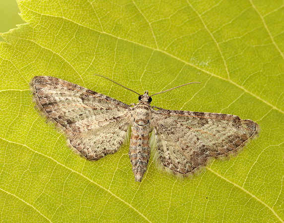 70.189 BF1840 Shaded Pug Eupithecia subumbrata