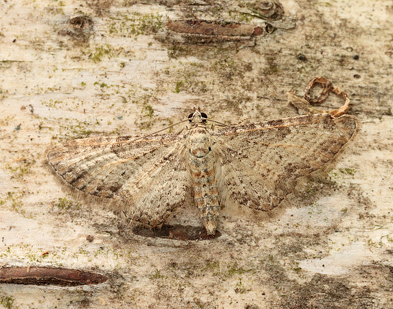 70.189 BF1840 Shaded Pug Eupithecia subumbrata