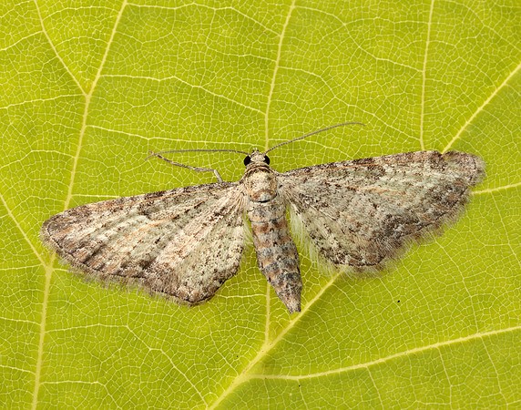70.189 BF1840 Shaded Pug Eupithecia subumbrata