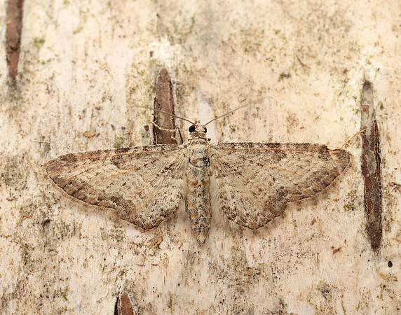 70.189 BF1840 Shaded Pug Eupithecia subumbrata