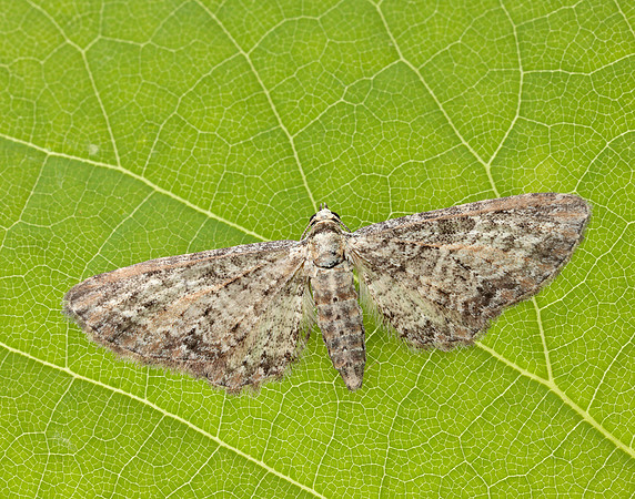 70.189 BF1840 Shaded Pug Eupithecia subumbrata