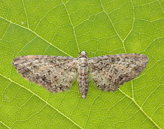 70.189 BF1840 Shaded Pug Eupithecia subumbrata