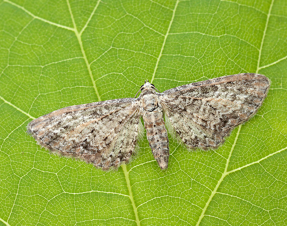 70.189 BF1840 Shaded Pug Eupithecia subumbrata