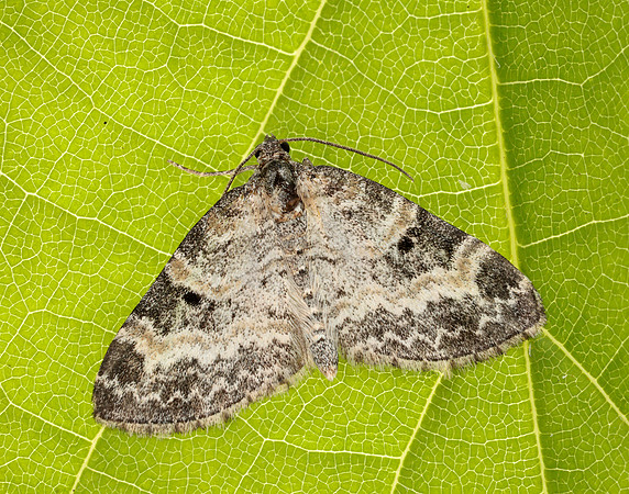 70.199 BF1882 Small Seraphim Pterapherapteryx sexalata