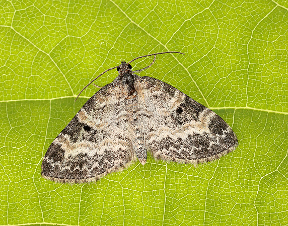 70.199 BF1882 Small Seraphim Pterapherapteryx sexalata