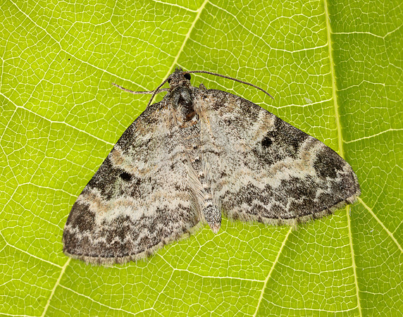 70.199 BF1882 Small Seraphim Pterapherapteryx sexalata