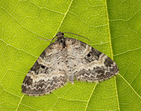 70.199 BF1882 Small Seraphim Pterapherapteryx sexalata
