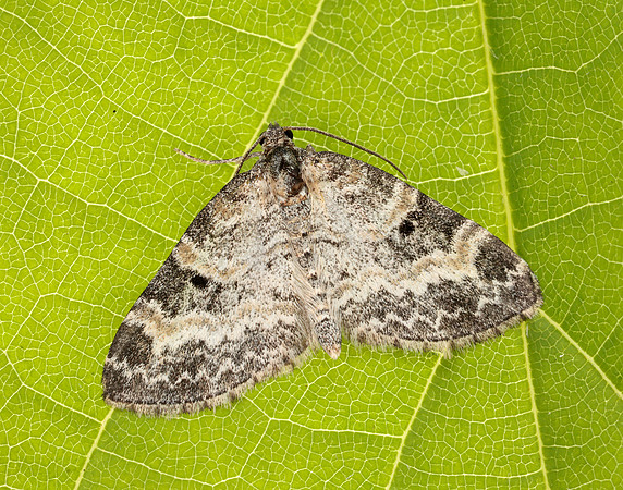 70.199 BF1882 Small Seraphim Pterapherapteryx sexalata