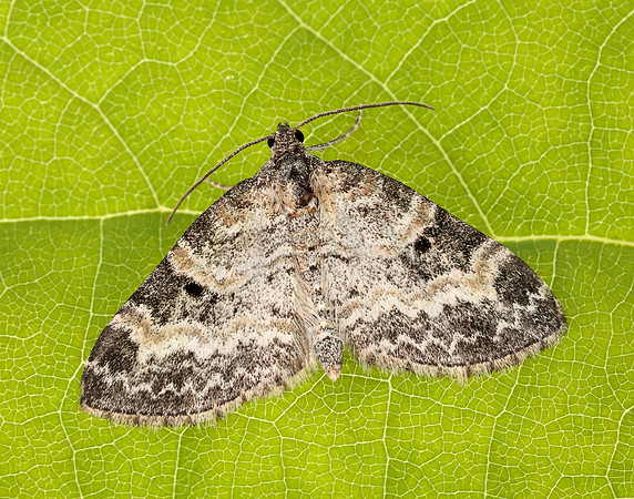 70.199 BF1882 Small Seraphim Pterapherapteryx sexalata