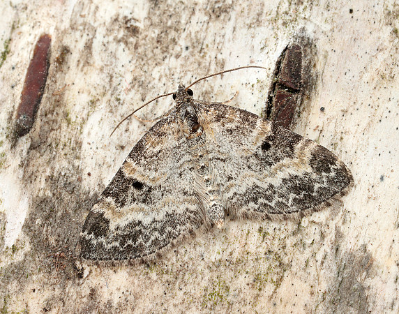 70.199 BF1882 Small Seraphim Pterapherapteryx sexalata