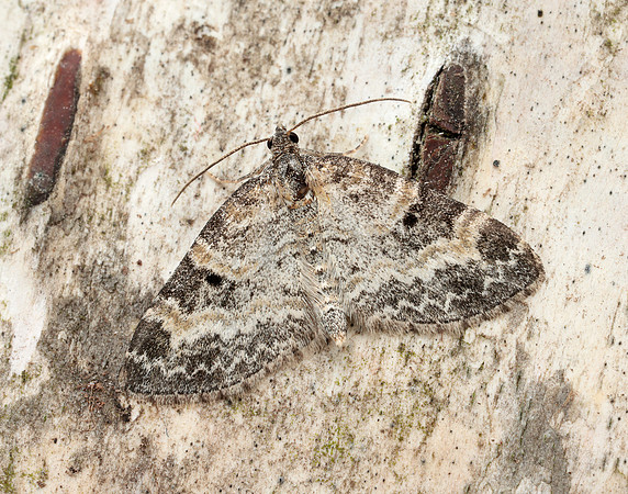 70.199 BF1882 Small Seraphim Pterapherapteryx sexalata