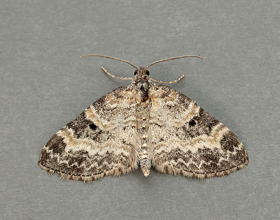 70.199 BF1882 Small Seraphim Pterapherapteryx sexalata