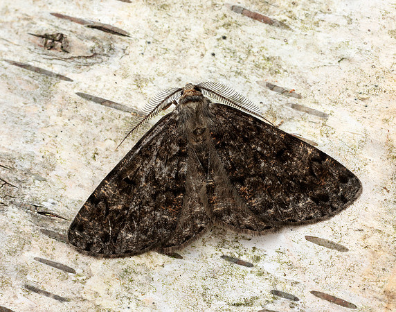 70.264 BF1940 Satin Beauty Deileptenia ribeata