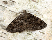 70.264 BF1940 Satin Beauty Deileptenia ribeata