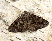 70.264 BF1940 Satin Beauty Deileptenia ribeata