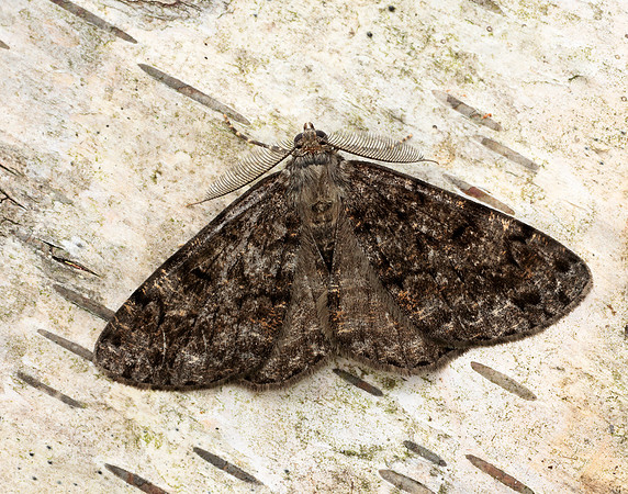 70.264 BF1940 Satin Beauty Deileptenia ribeata
