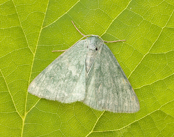 70.297 BF1665 Grass Emerald Pseudoterpna pruinata
