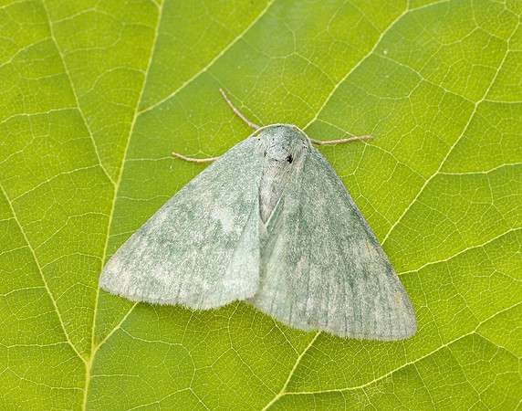 70.297 BF1665 Grass Emerald Pseudoterpna pruinata