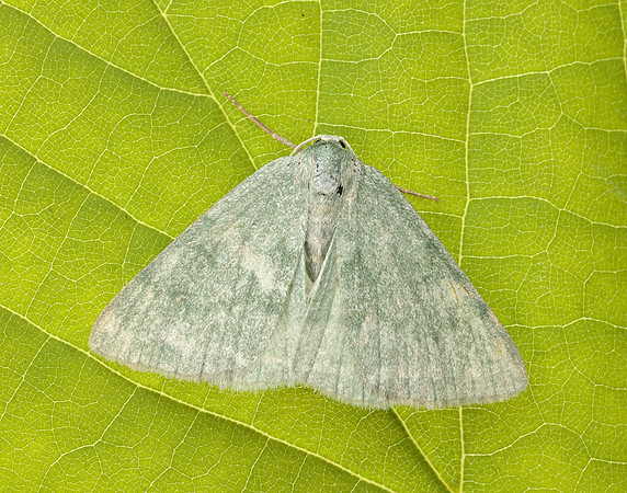 70.297 BF1665 Grass Emerald Pseudoterpna pruinata