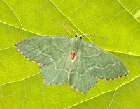 70.305 BF1669 Common Emerald Hemithea aestivaria