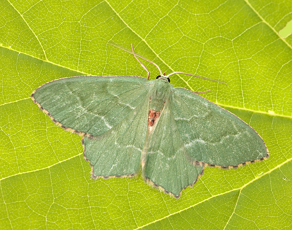 70.305 BF1669 Common Emerald Hemithea aestivaria