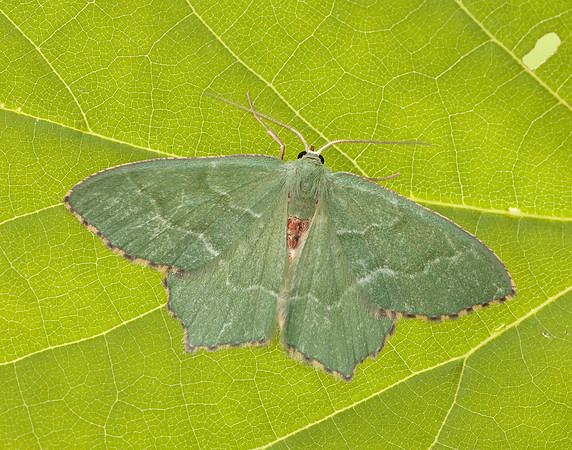 70.305 BF1669 Common Emerald Hemithea aestivaria