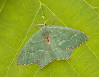 70.305 BF1669 Common Emerald Hemithea aestivaria