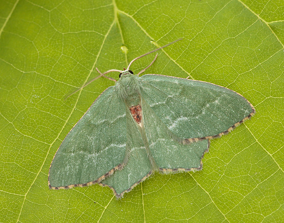 70.305 BF1669 Common Emerald Hemithea aestivaria