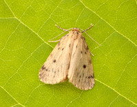 72.037 BF2035 Round-winged Muslin Thumatha senex