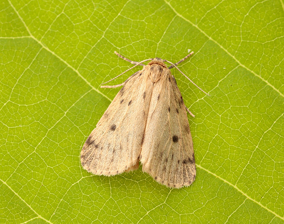 72.037 BF2035 Round-winged Muslin Thumatha senex