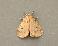 72.037 BF2035 Round-winged Muslin Thumatha senex