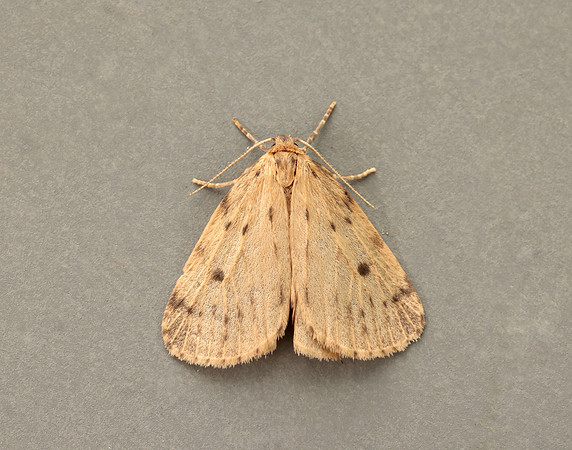 72.037 BF2035 Round-winged Muslin Thumatha senex