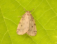 72.037 BF2035 Round-winged Muslin Thumatha senex