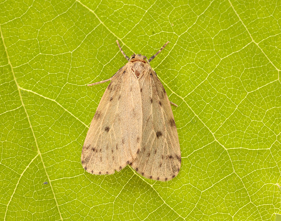72.037 BF2035 Round-winged Muslin Thumatha senex